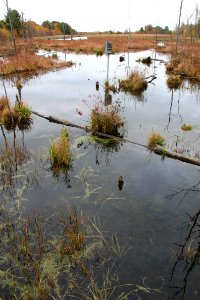 Missisquoi National Wildlife Refuge Wetand