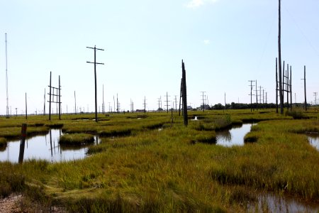 Ground level poles at Edwin B. Forsythe National Wildlife Refuge