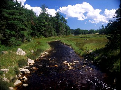 Riparian habitat
