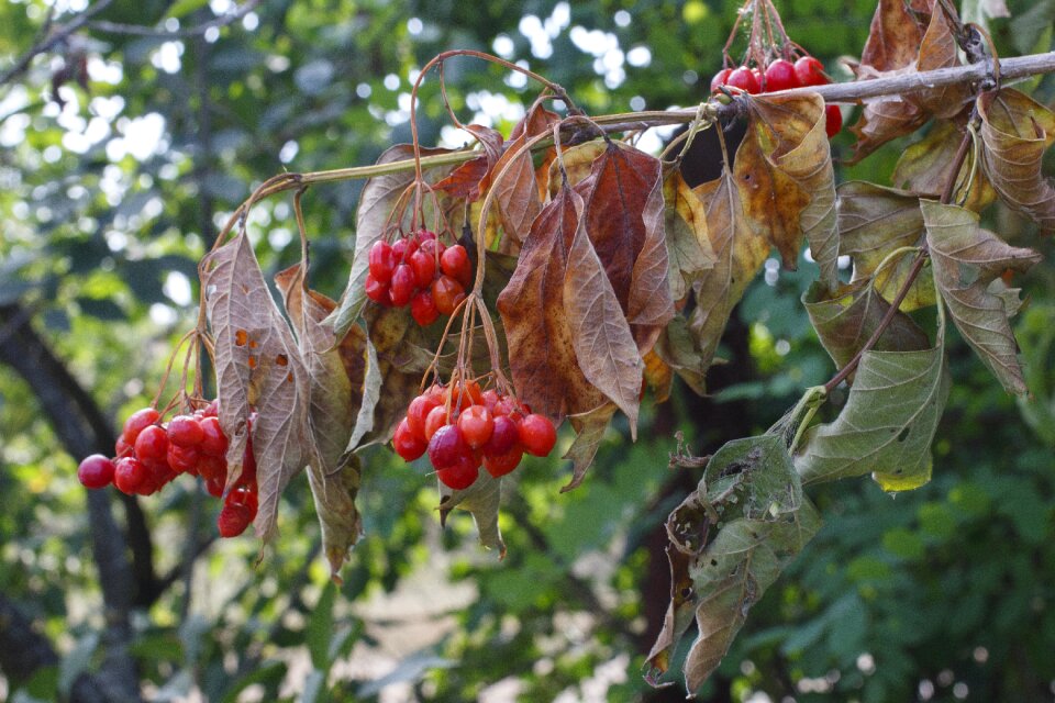 Plant scorched withering
