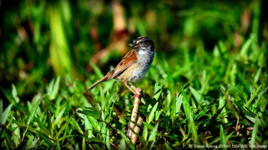 Swamp Sparrow (Melospiza georgiana) with bug photo