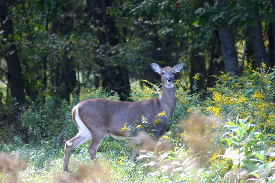 White-tailed deer at Great Bay NWR