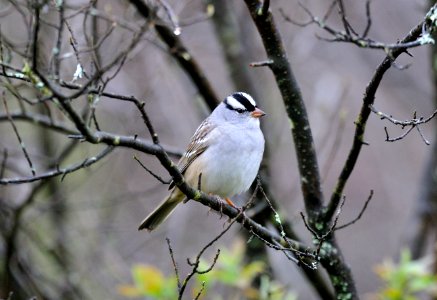 White-crowned Sparrow