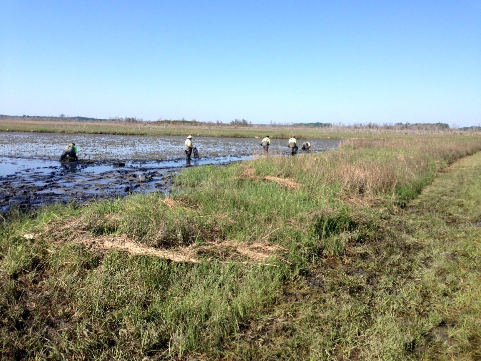 Prime Hook National Wildlife Refuge marsh restoration - planting spartina marsh grass