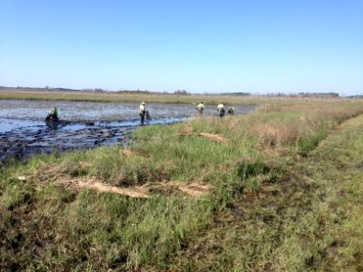 Prime Hook National Wildlife Refuge marsh restoration - planting spartina marsh grass