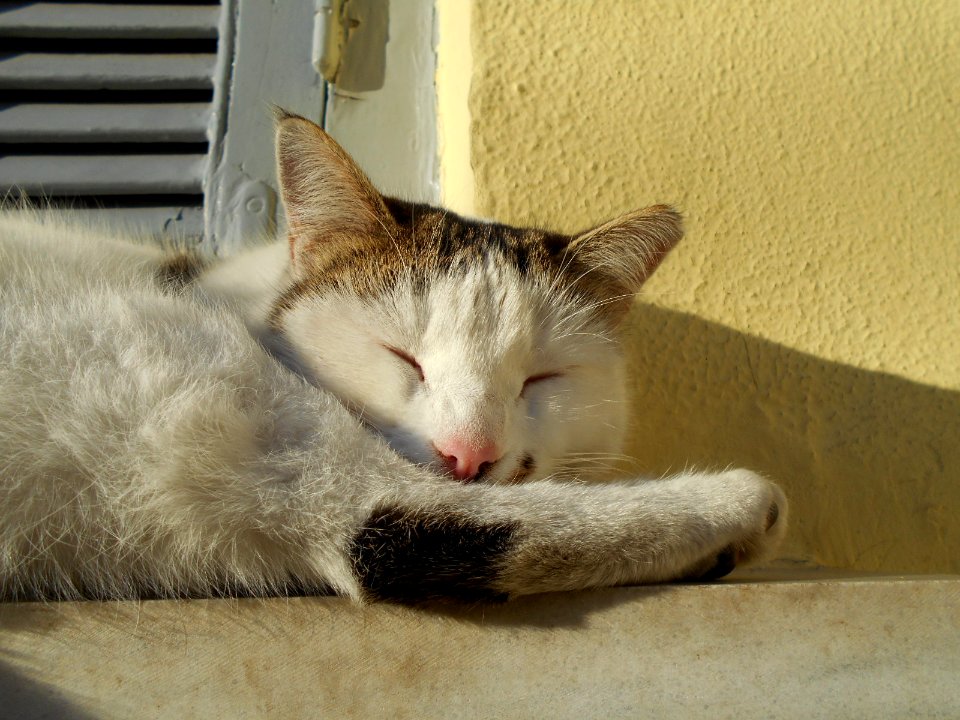 sleeping beauty