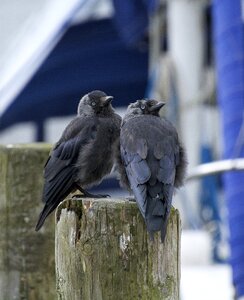 Black plumage couple
