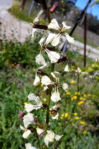 Eruca sativa, rocket, ρόκα