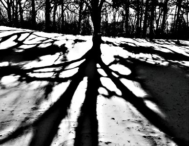 winter shadows photo