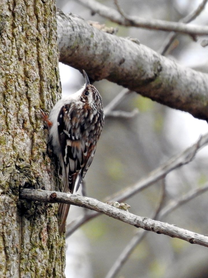 Brown creeper at Ohio River National Wildlife Refuge