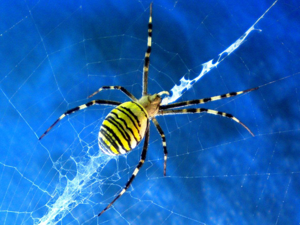 Argiope bruennichi