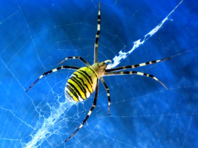 Argiope bruennichi