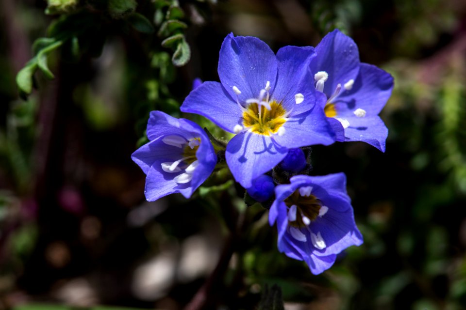 Jacob's Ladder - Polemonium pulcherrimum