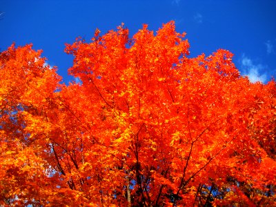 High Park on fire - Toronto photo