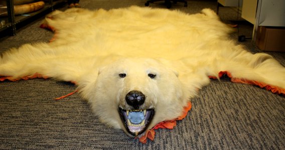 Polar bear skin seized in N.J. photo