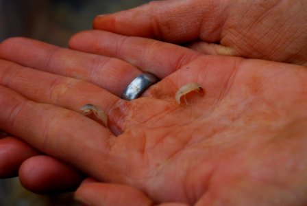 Madison Cave isopod photo