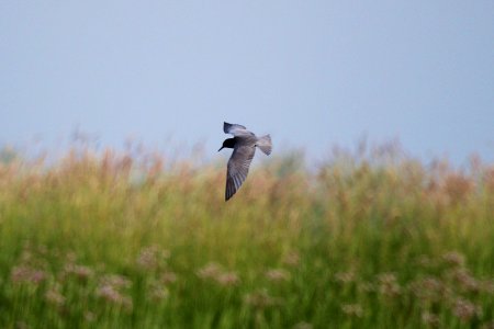 Black Tern photo
