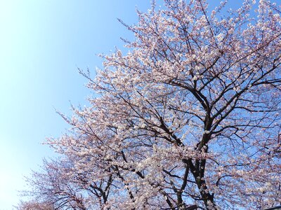 Nature flower tree photo