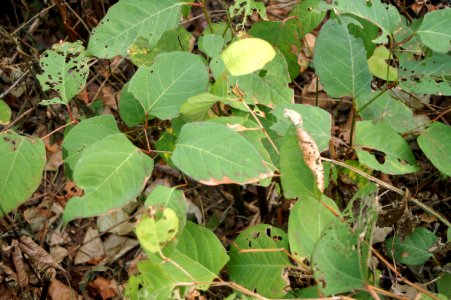 Treatment of Knotweed