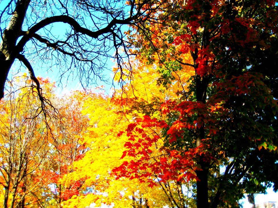 summer, fall, winter