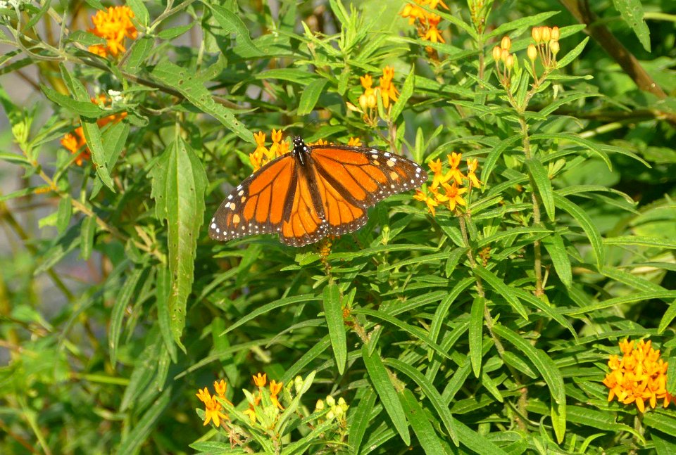 Monarch Butterfly