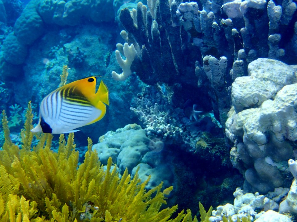 GreatBarrierReef Fish 08 20190919