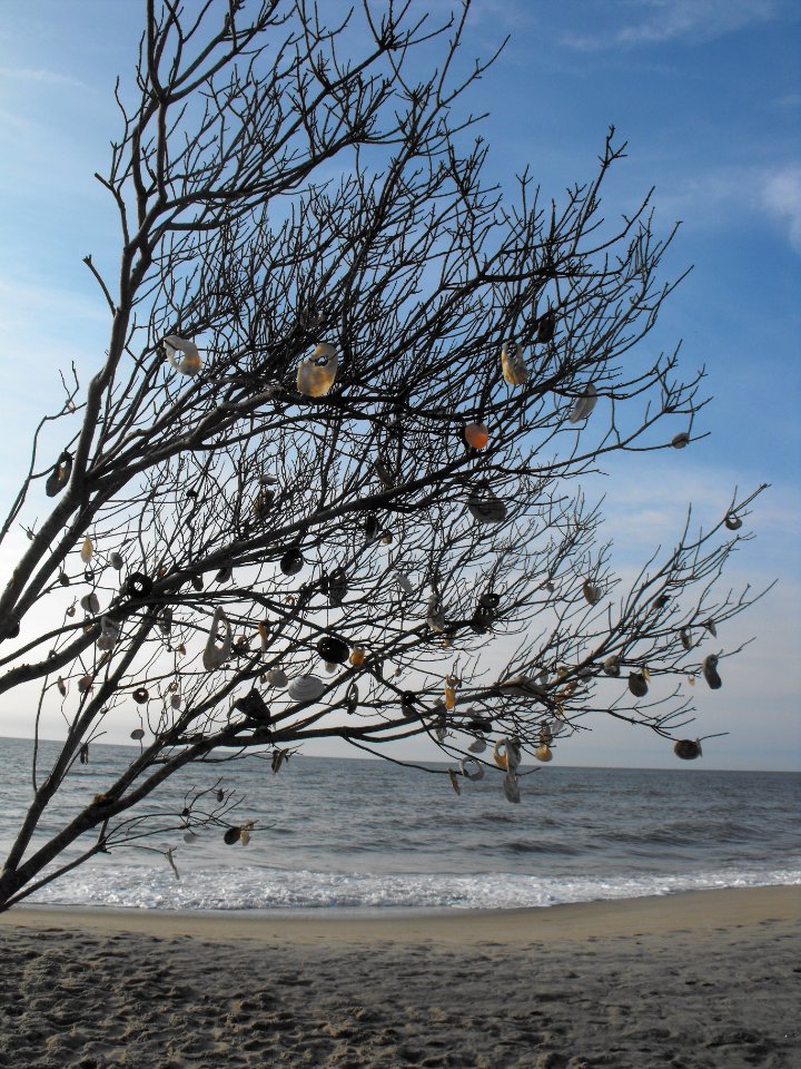 Photo of the Week - Shell Tree at Chincoteague National Wildlife Refuge, Virginia