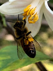 20200601-APHIS-PK-IYPH-0048