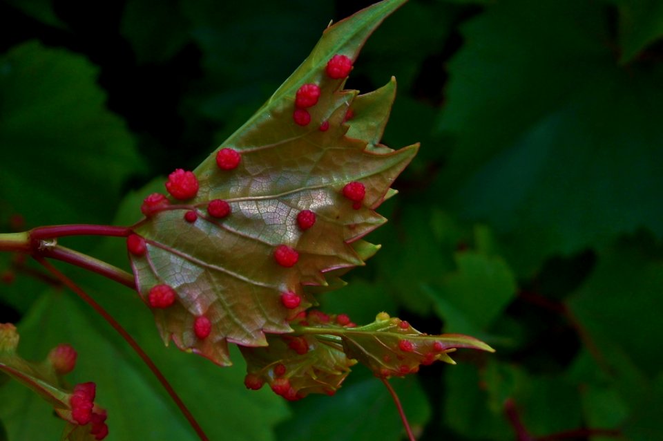 Phylloxera on grape leaves
