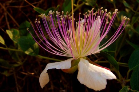 κάπαρη, Capparis spinosa