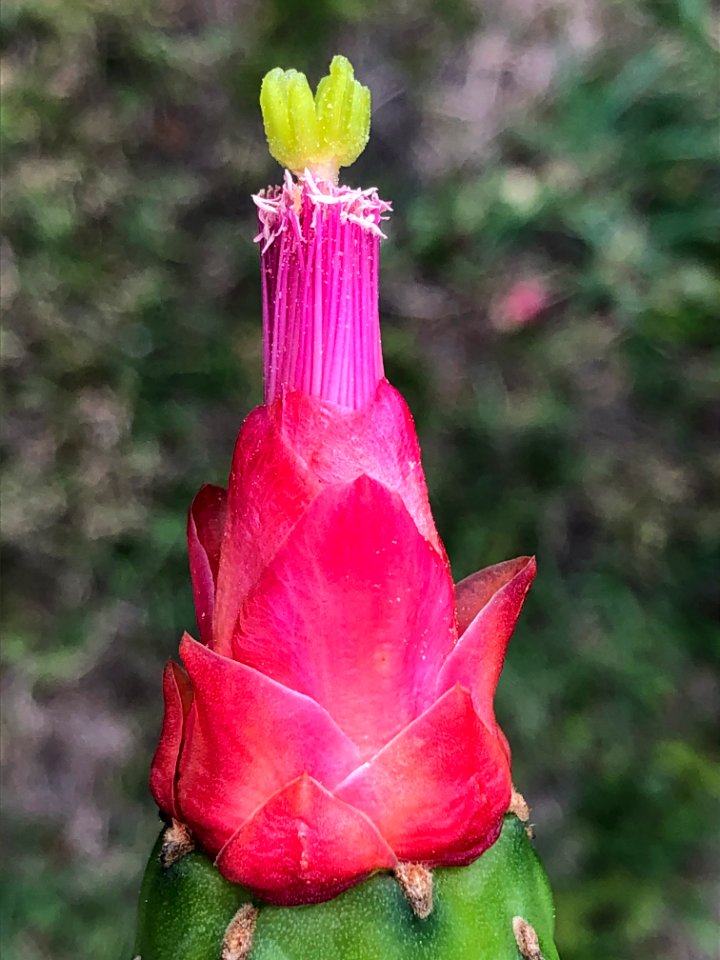 20200601-APHIS-PK-IYPH-0053
