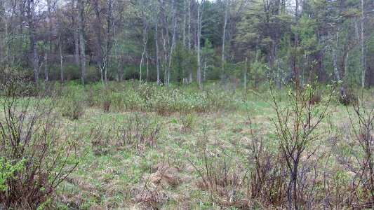 New England cottontail habitat photo