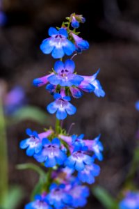 Alberta Penstemon - Penstemon albertinus