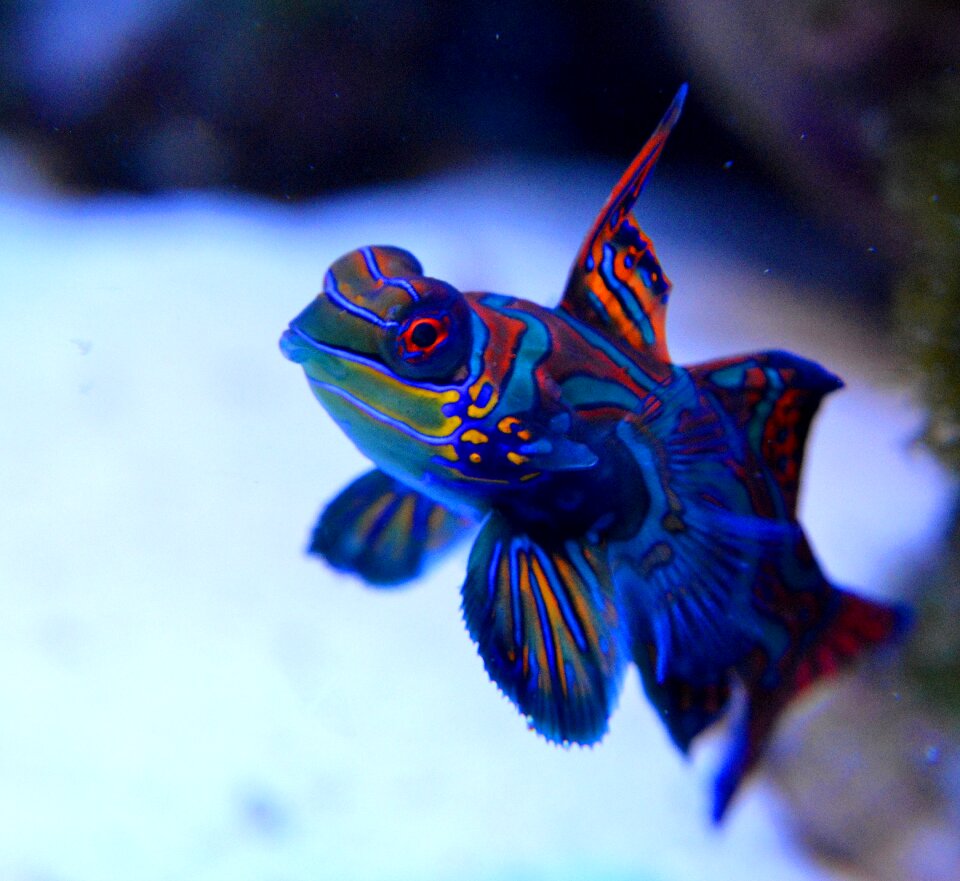 Saltwater aquarium cay animal