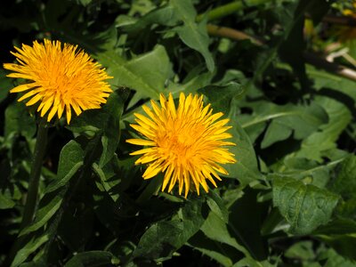 Dandelion flowers yellow