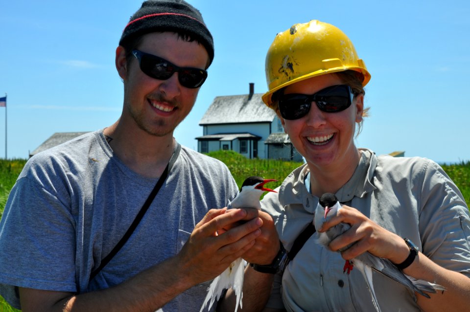 Maine Coastal Island Researchers Handling Terns