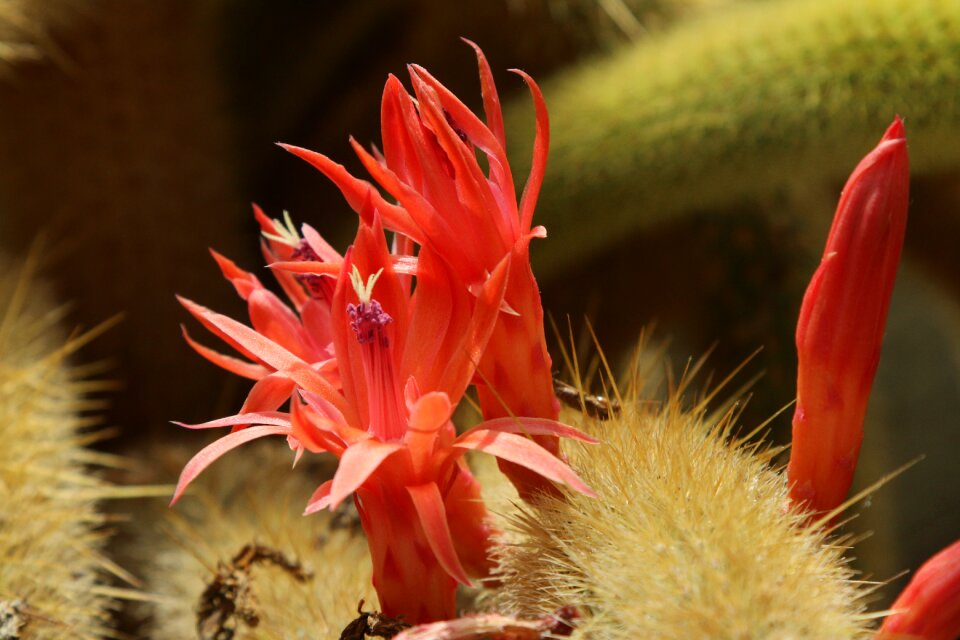 Bloom spur close up