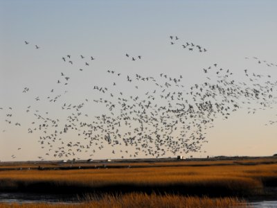 Snow geese take flight