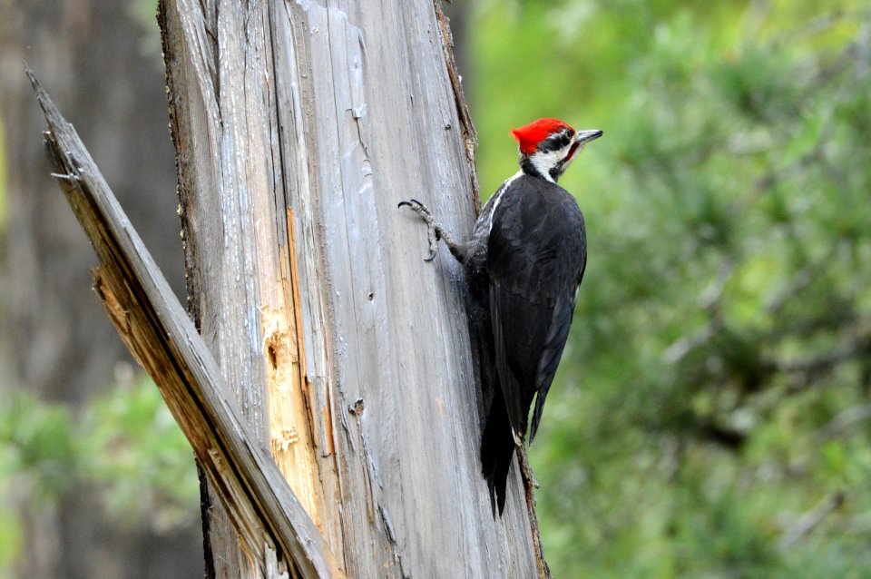 Pileated Woodpecker