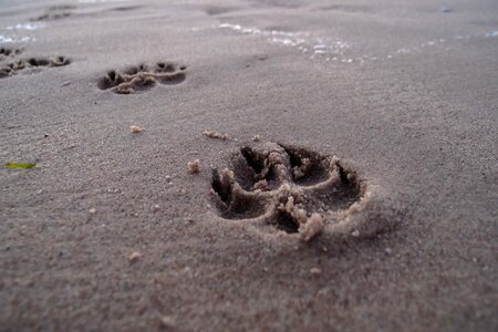 Tracks in the sand footprints paw photo