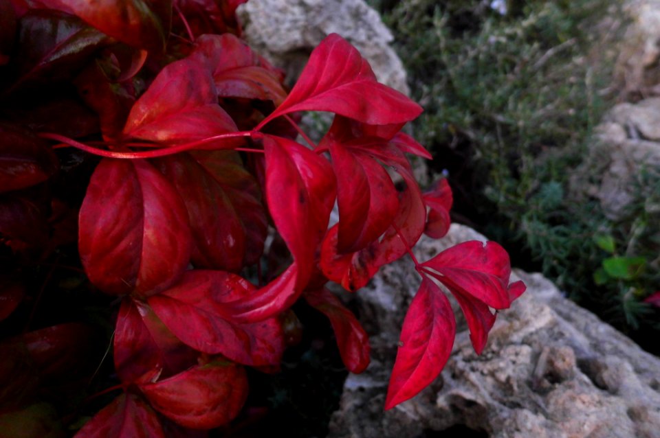 Nandina domestica 'Fire Power'