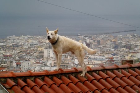 Dog on a roof, Ano Poli, Thessaloniki