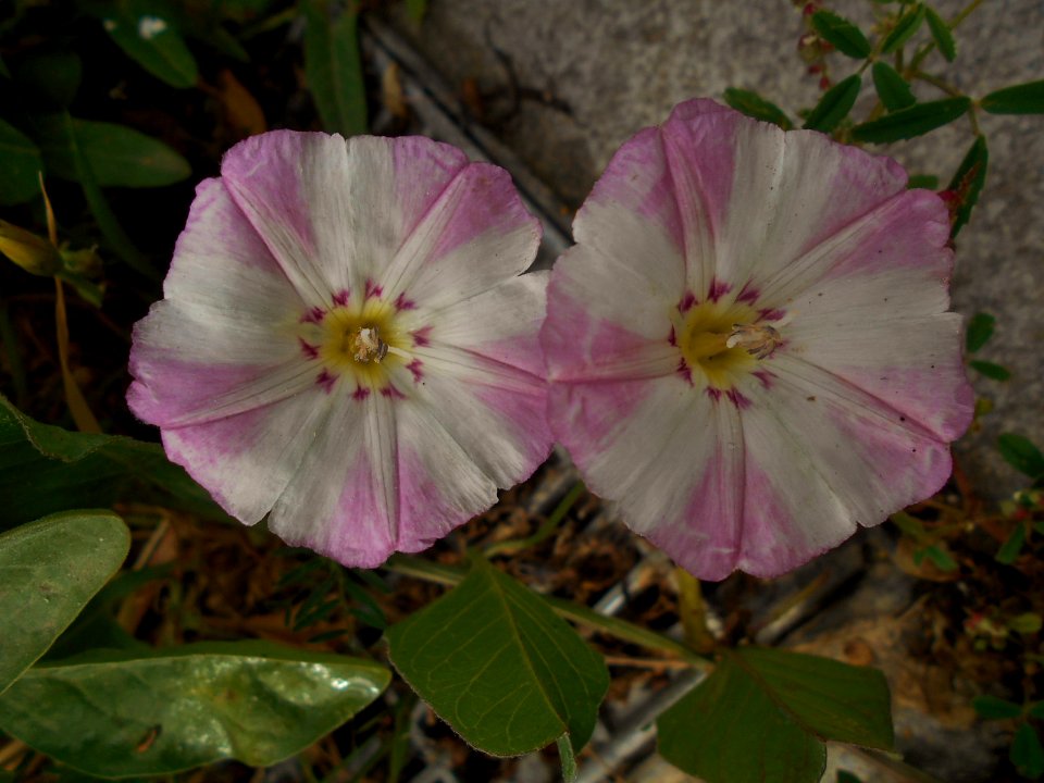 Convolvulus arvensis
