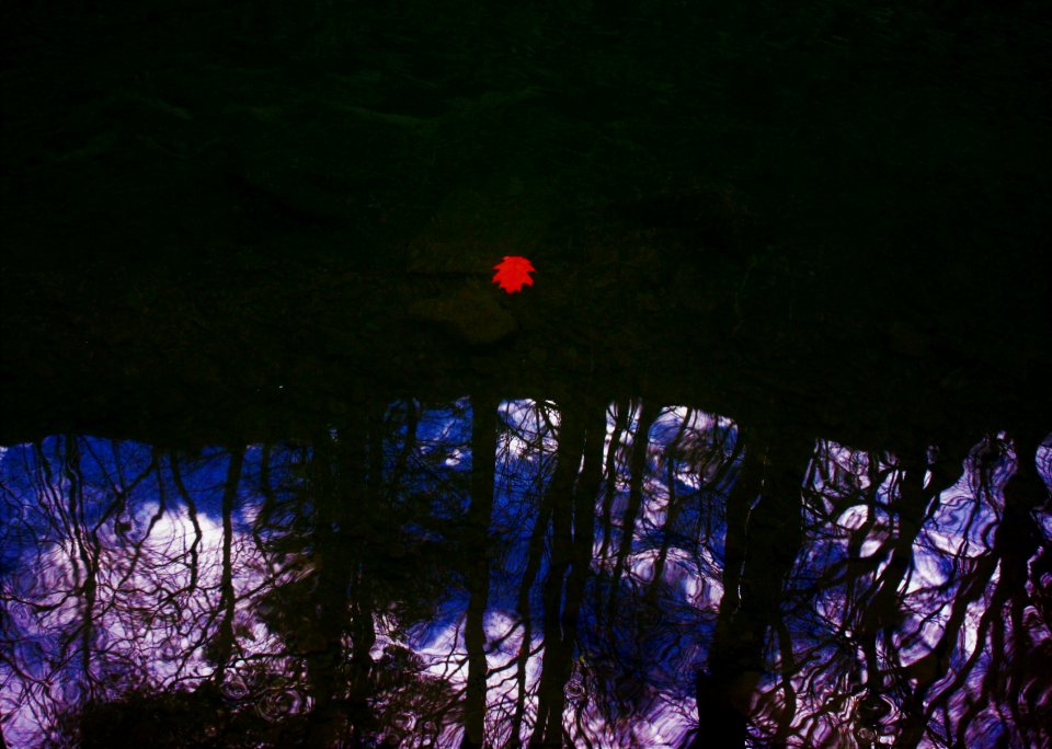 a red leaf