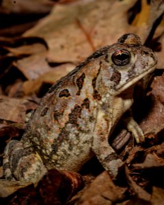 Fowler's Toad photo