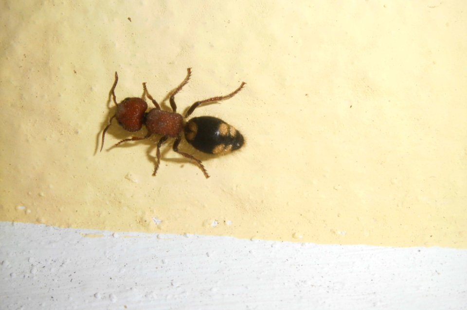 Mutilla quinquemaculata