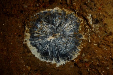cross-section of fossilized tusk of proboscidean