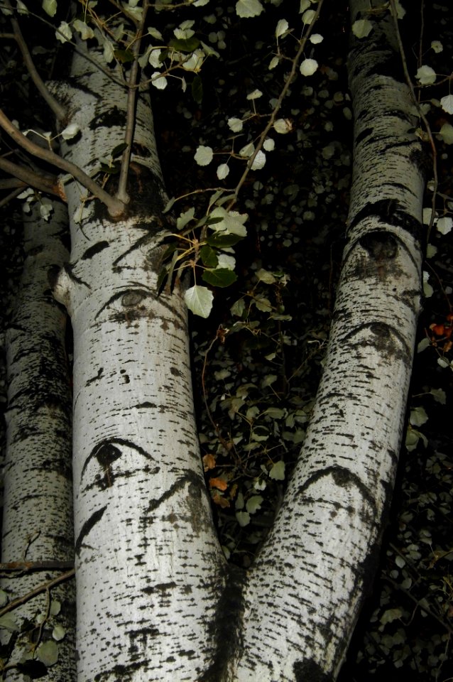 Populus alba