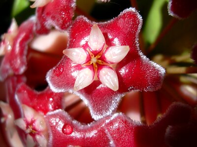Wax plant star macro
