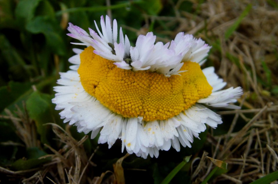 fasciated bellis perrenis